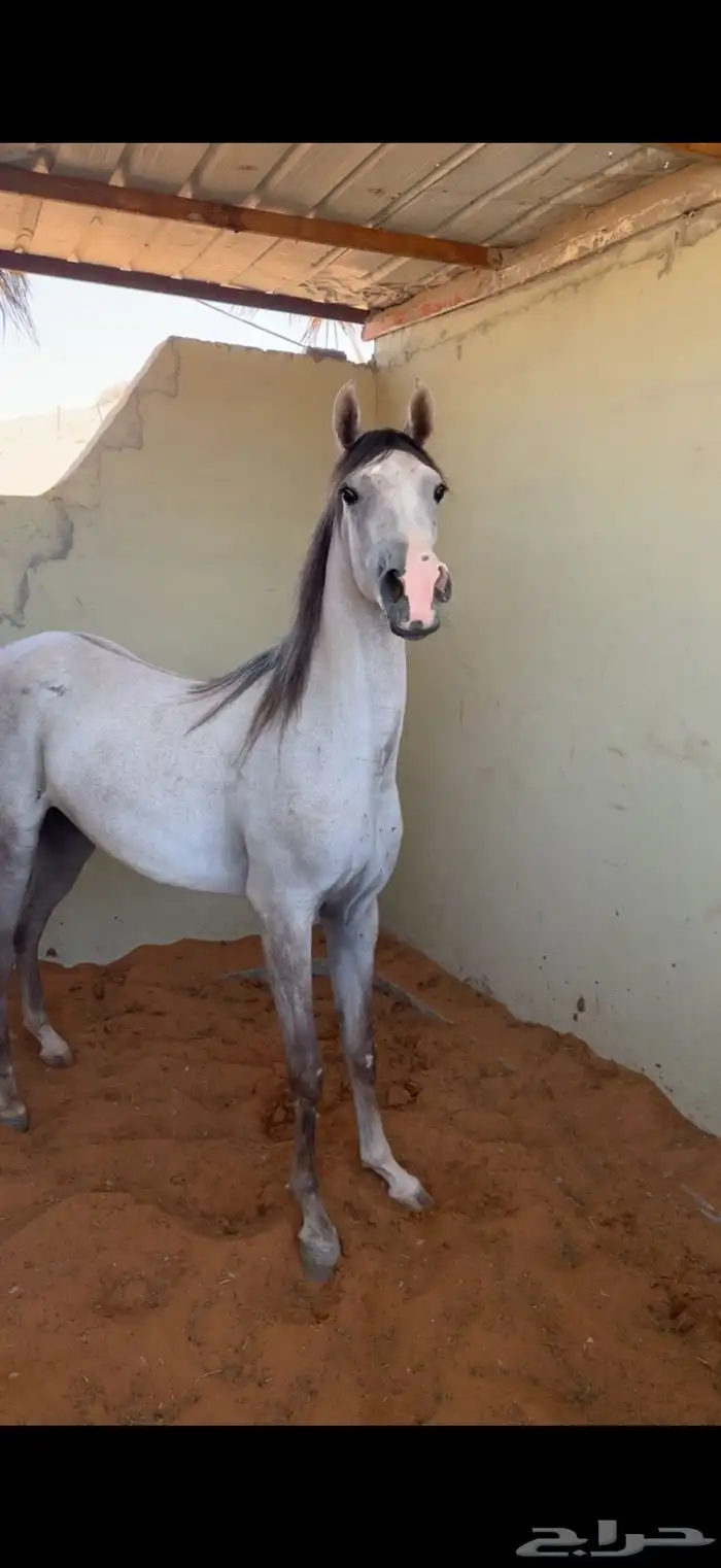 مهره شعبيه 0