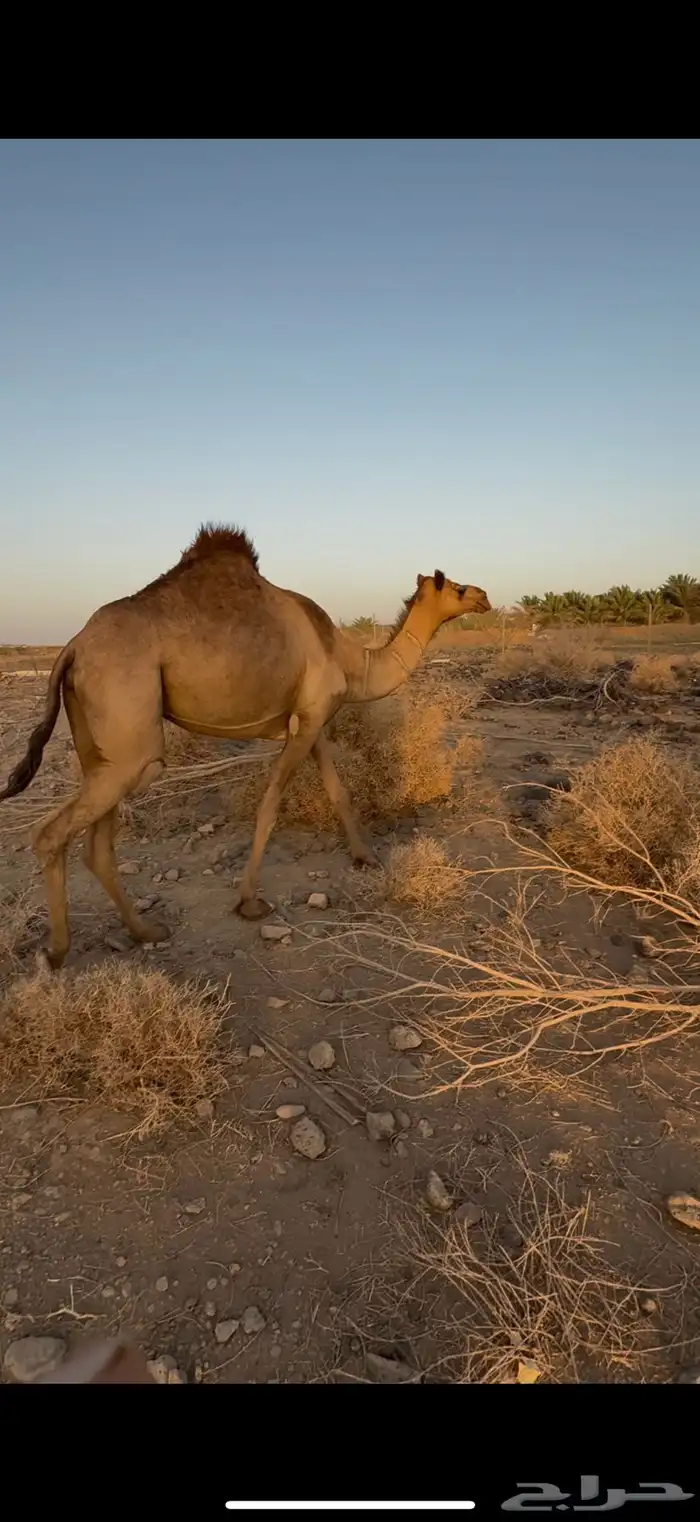 بكره ثنيه معشر لها شهرين 0