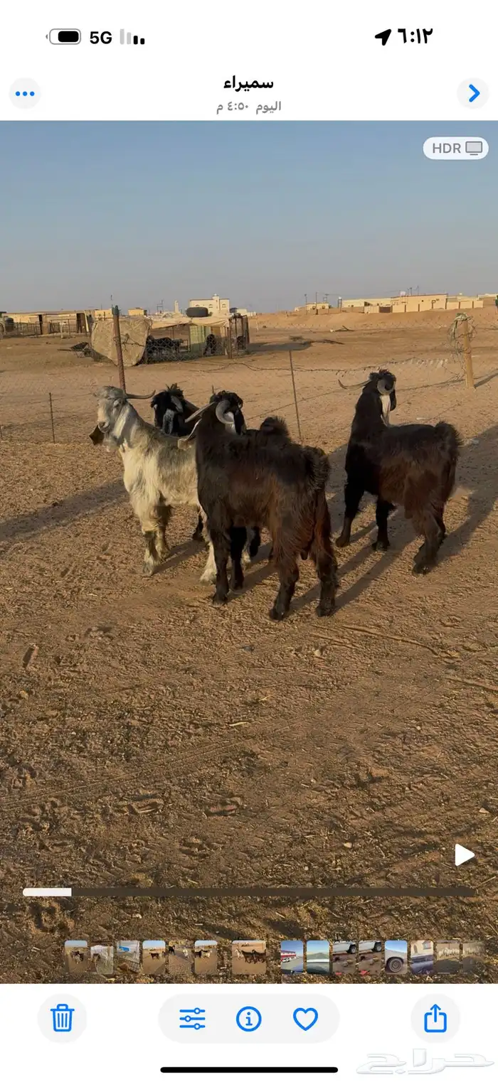 تيوس طيبه. وجبره. 0
