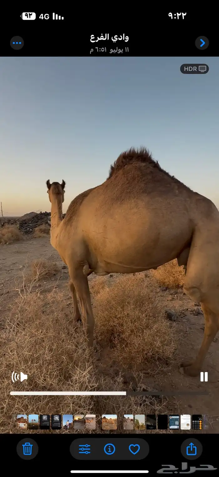 بكره ثنيه معشر لها شهرين 1