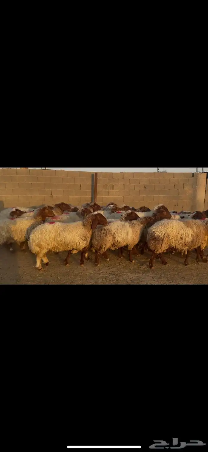 غنم نعيم دفيع 0
