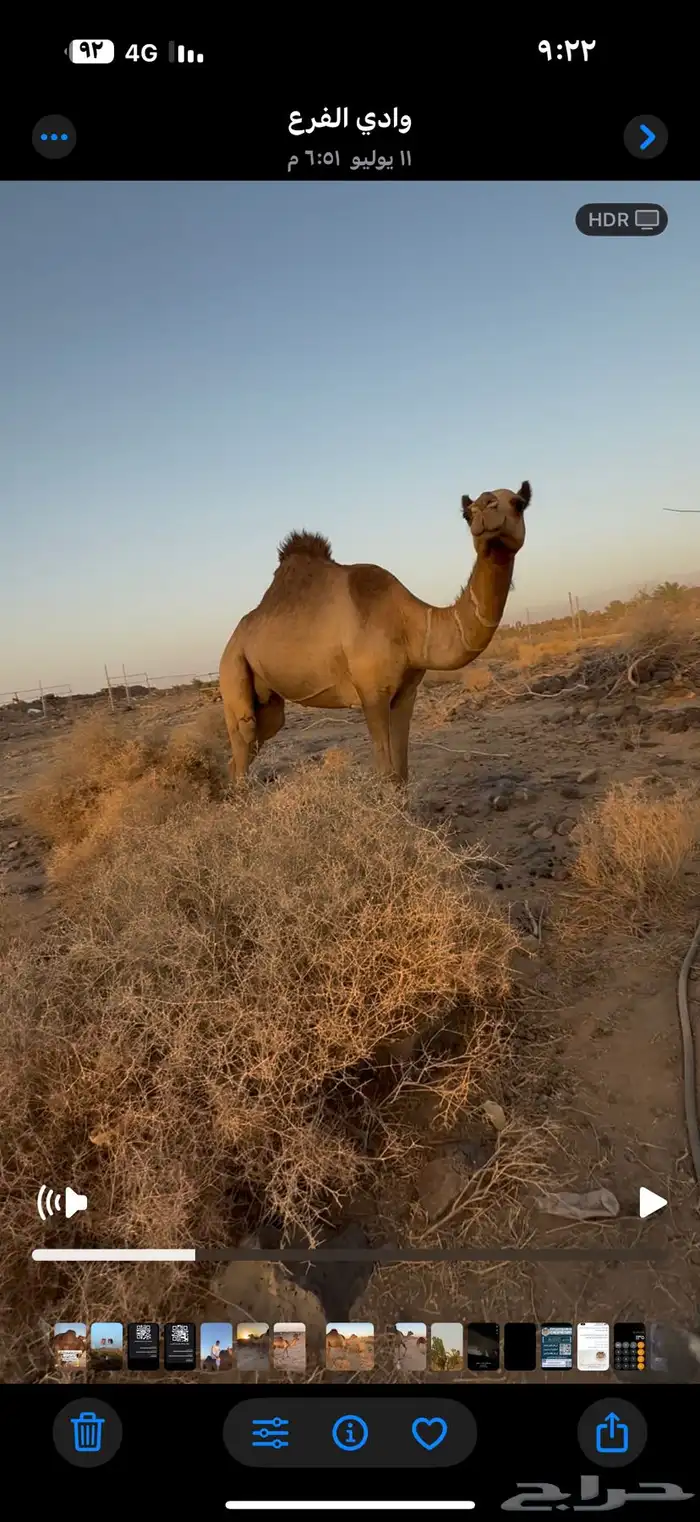 بكره ثنيه معشر لها شهرين 2