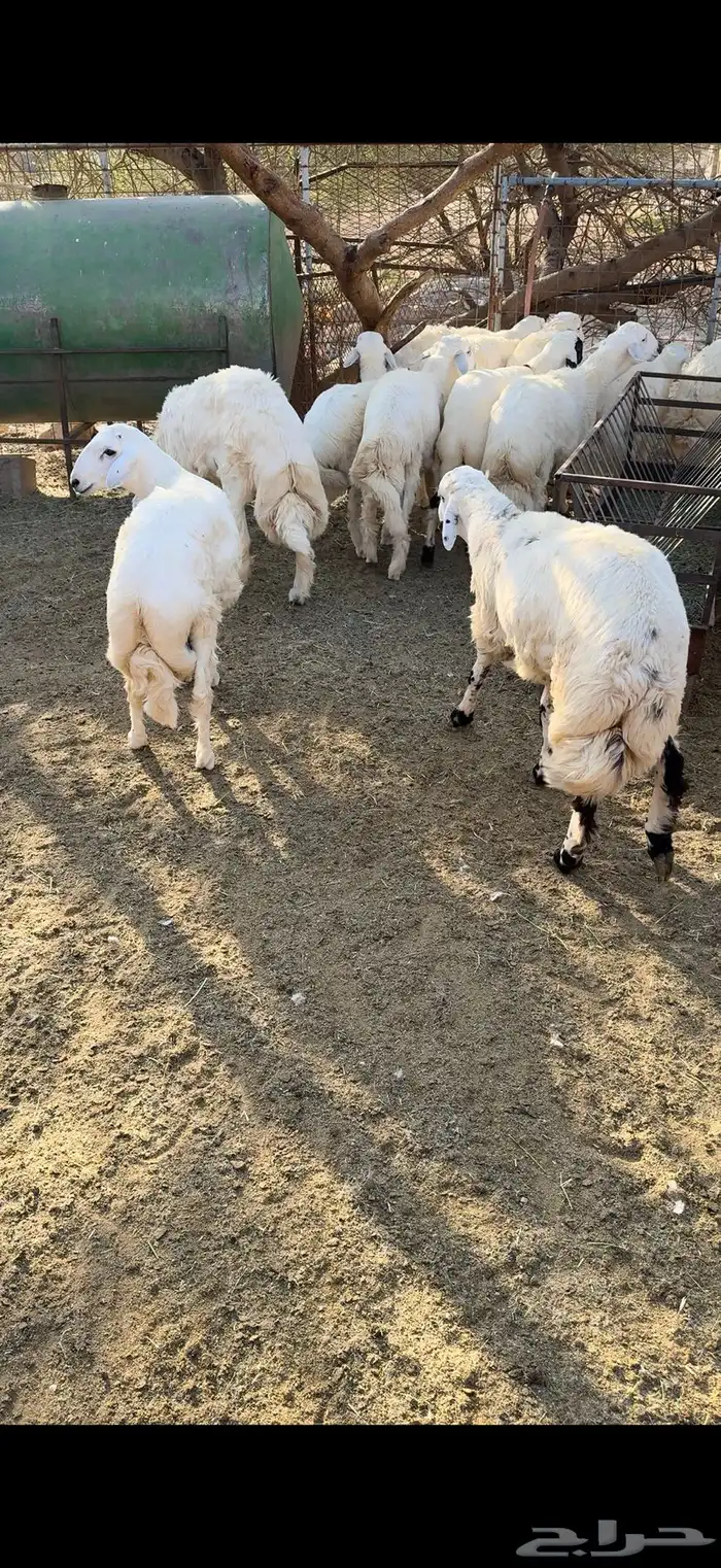 طليان مناسبات 1