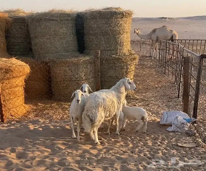 خروف حري طيب ينسف شرط 0