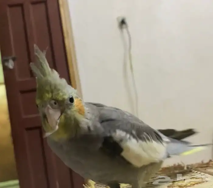 للبيع ببغاء كروان 0