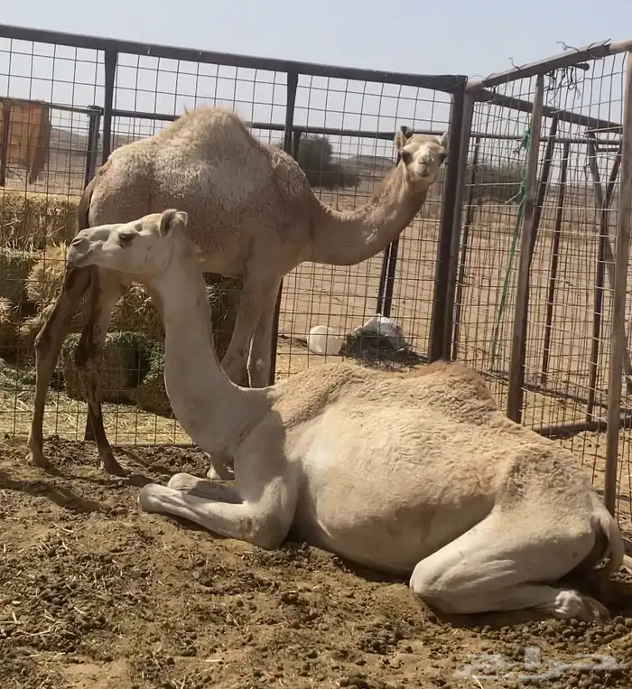 بكره هجن مفروده ضعط عالي 0