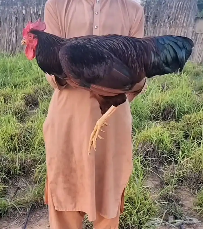 دجاج فرنسي عسلي ( دبسي ) 1