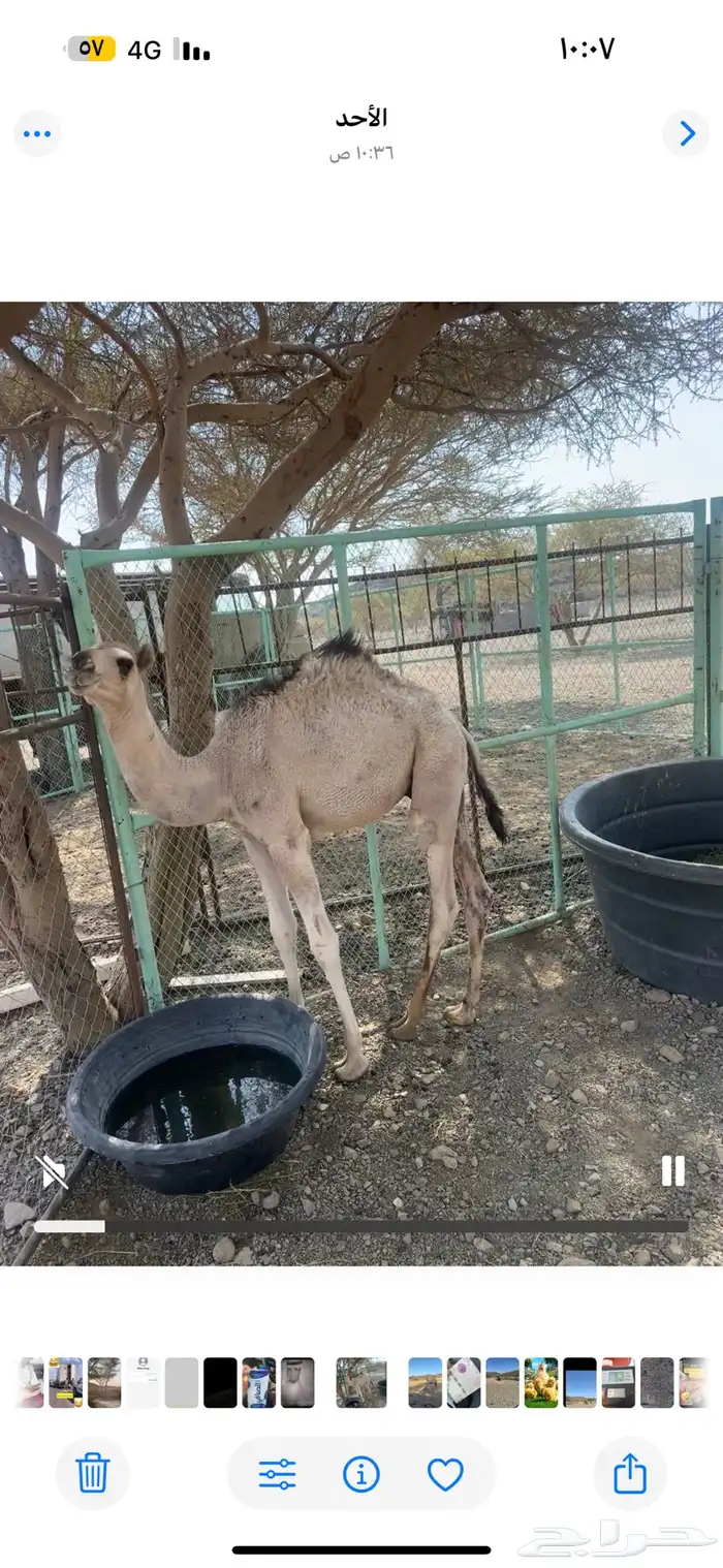 حاشي لباني للبيع العمر 8 شهور 0