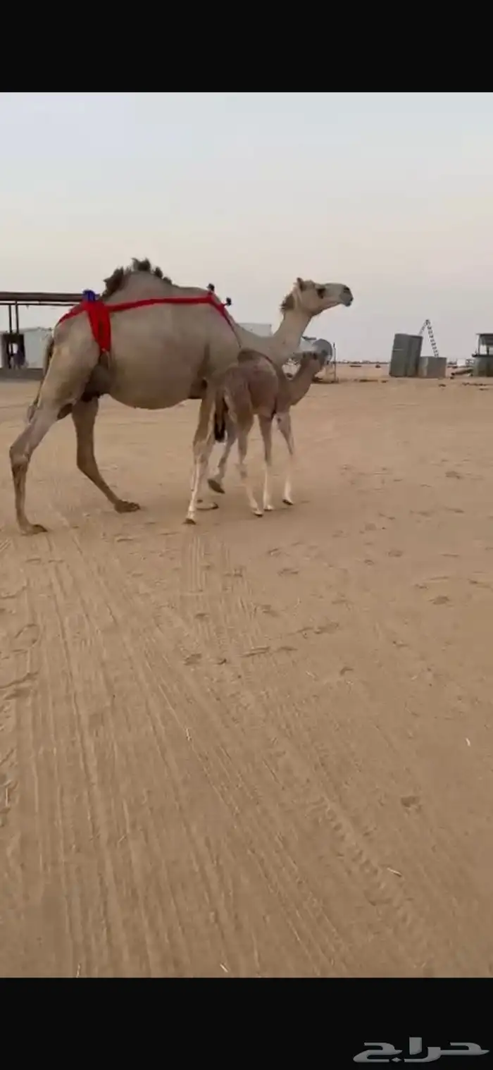 خلفه حمر مصغر كفو 0