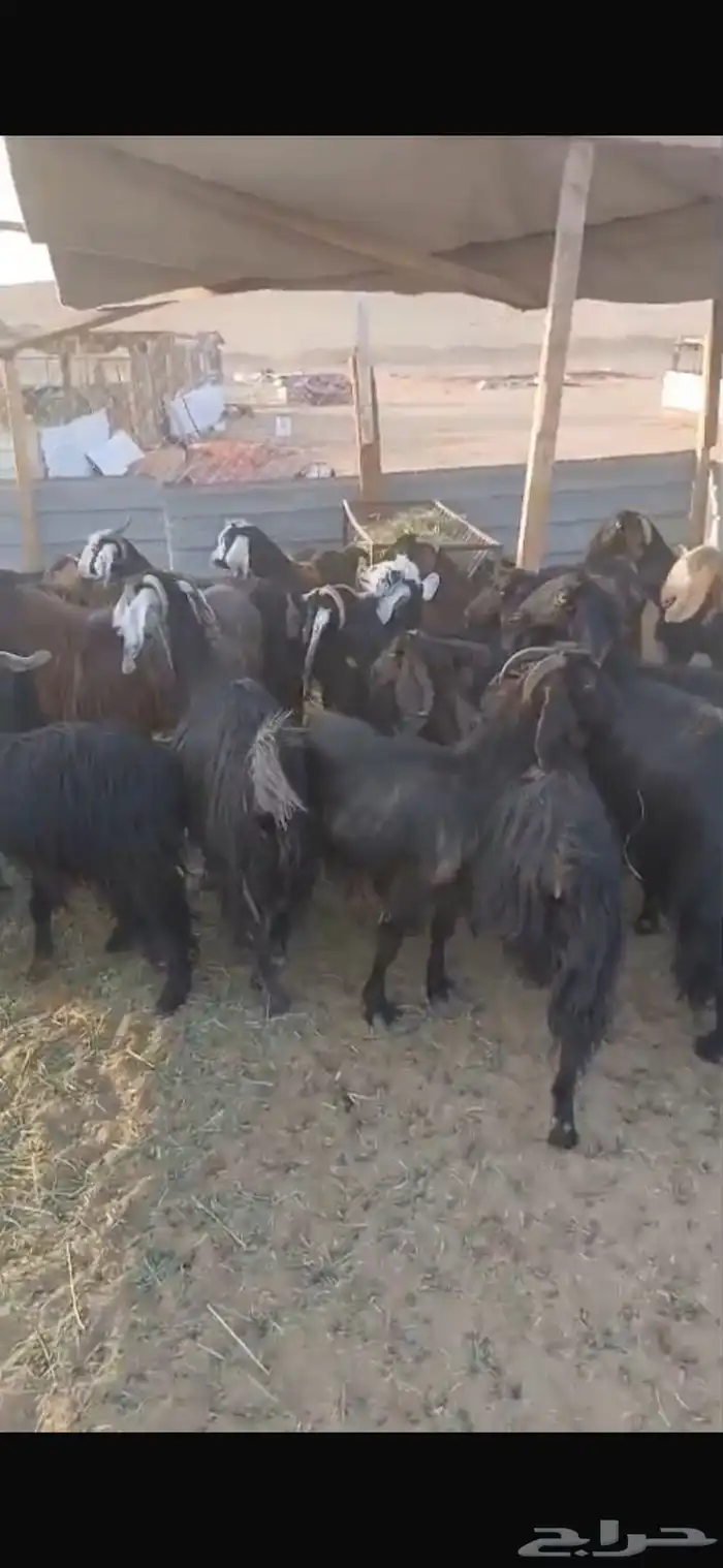 المزاحمية 0