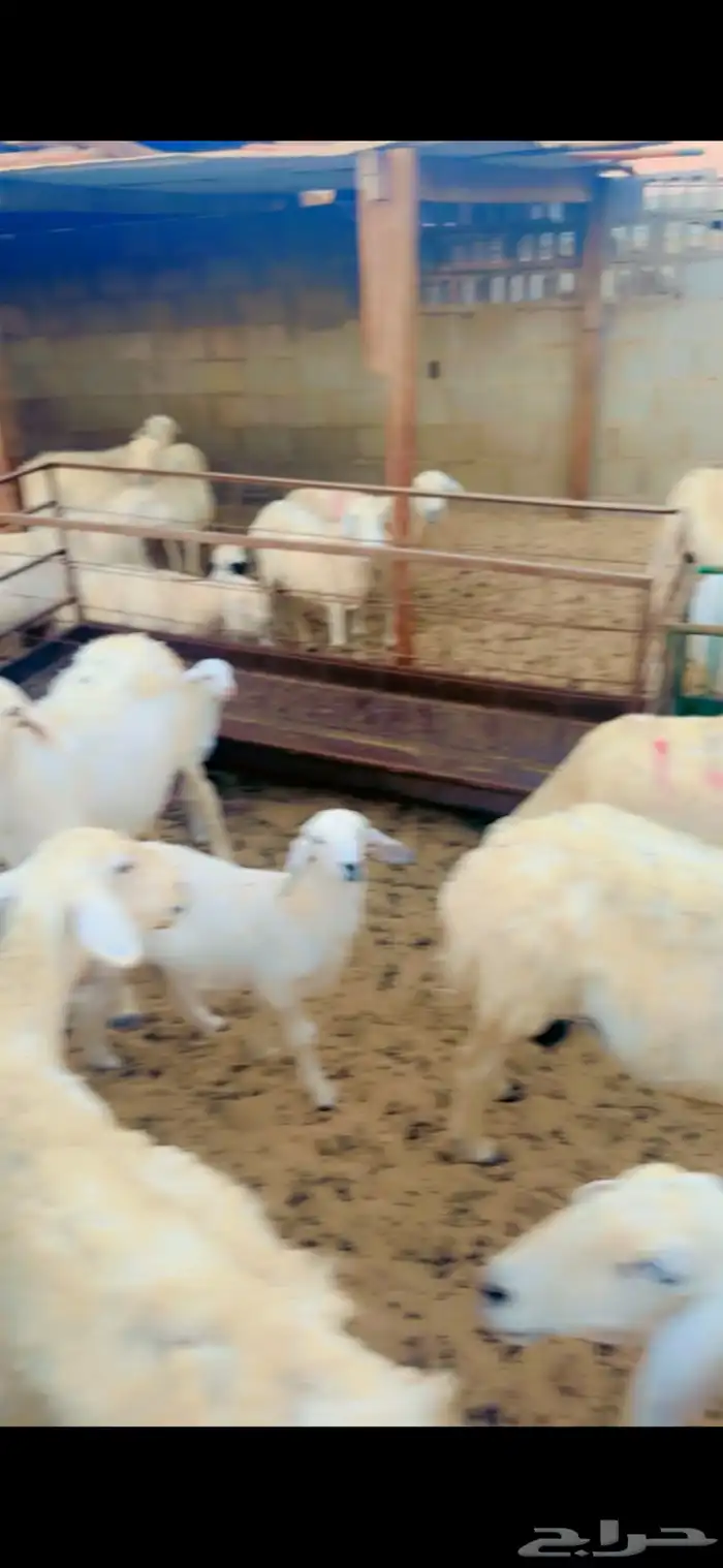 حريات رغايث 0