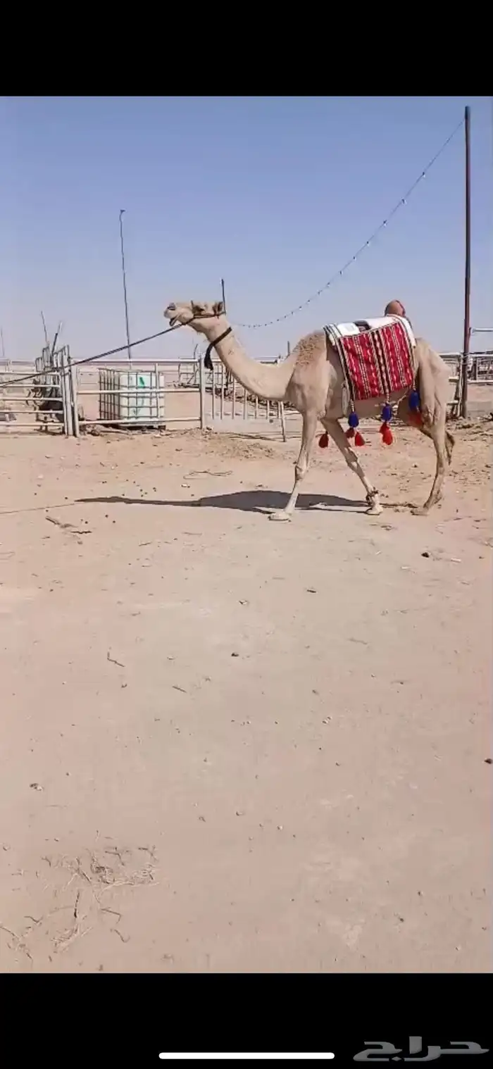 للبيع الرحول الحمرا 0