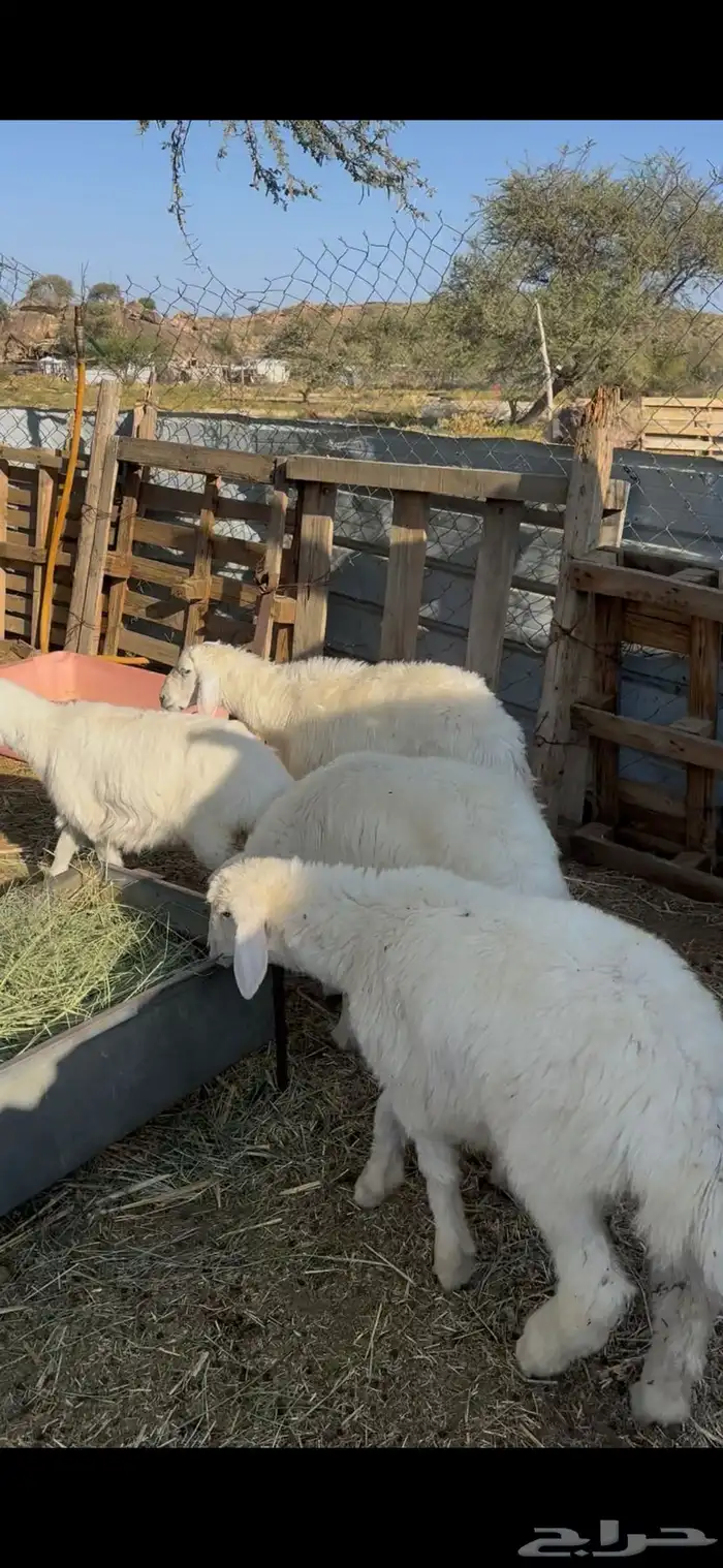 بهم حري كفو 2