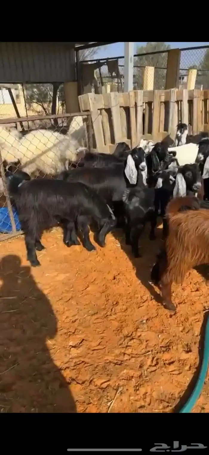 تيوس مخاصي 5