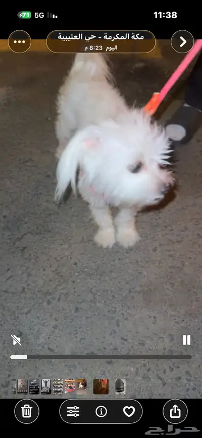 كلبه شواوه اعزكم الله نظيفه وصحه تب كلام راعيهاا index