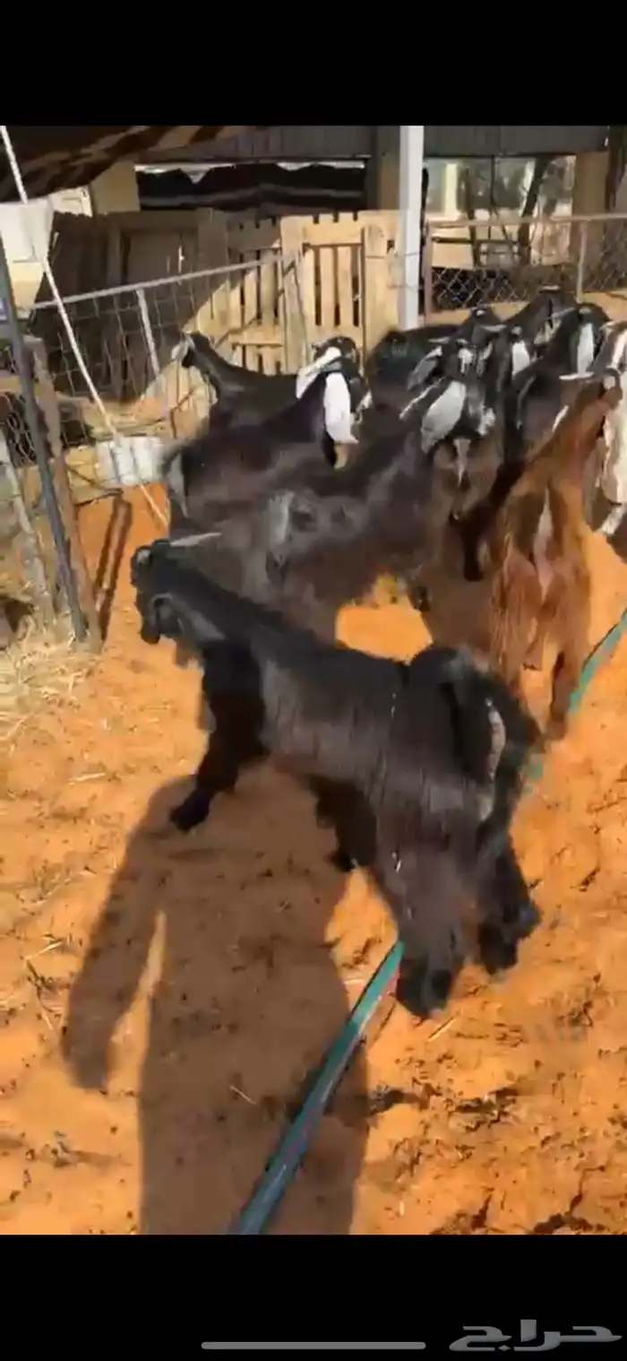 تيوس مخاصي 3