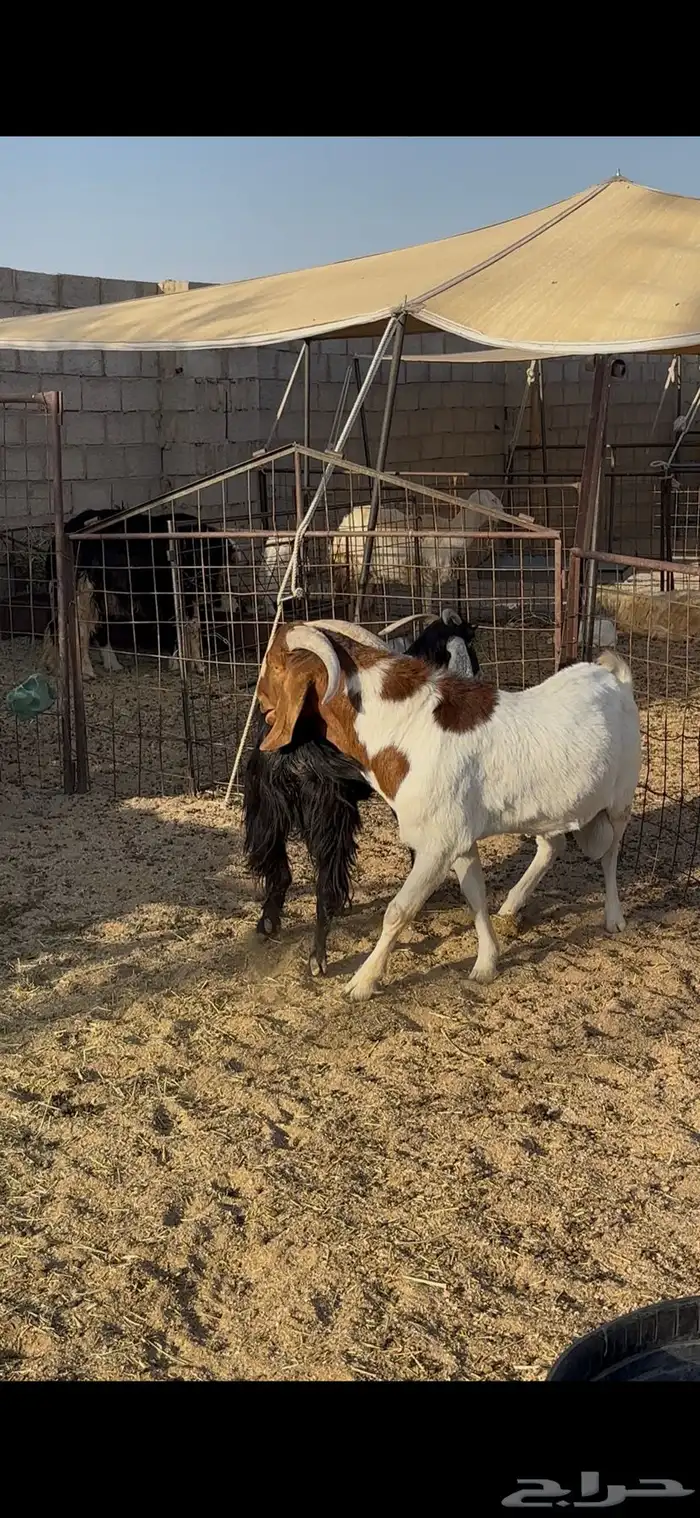 بورقت بالدوادمي 2