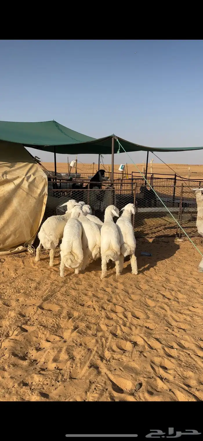 بهم حري فل الفل وفاخر 1