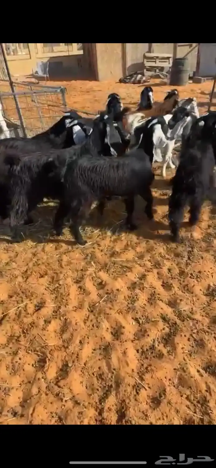 تيوس مخاصي 1