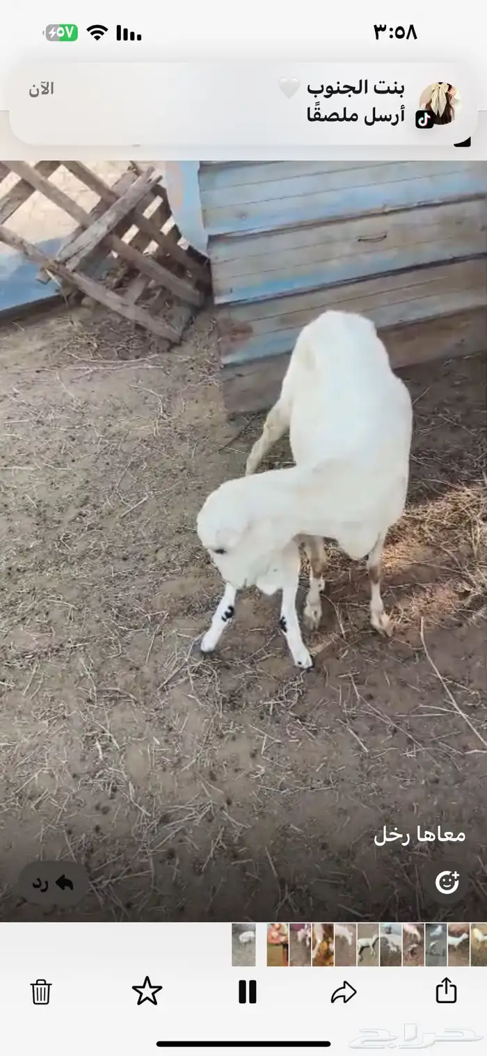 نعجه منتوج معها رحل 4