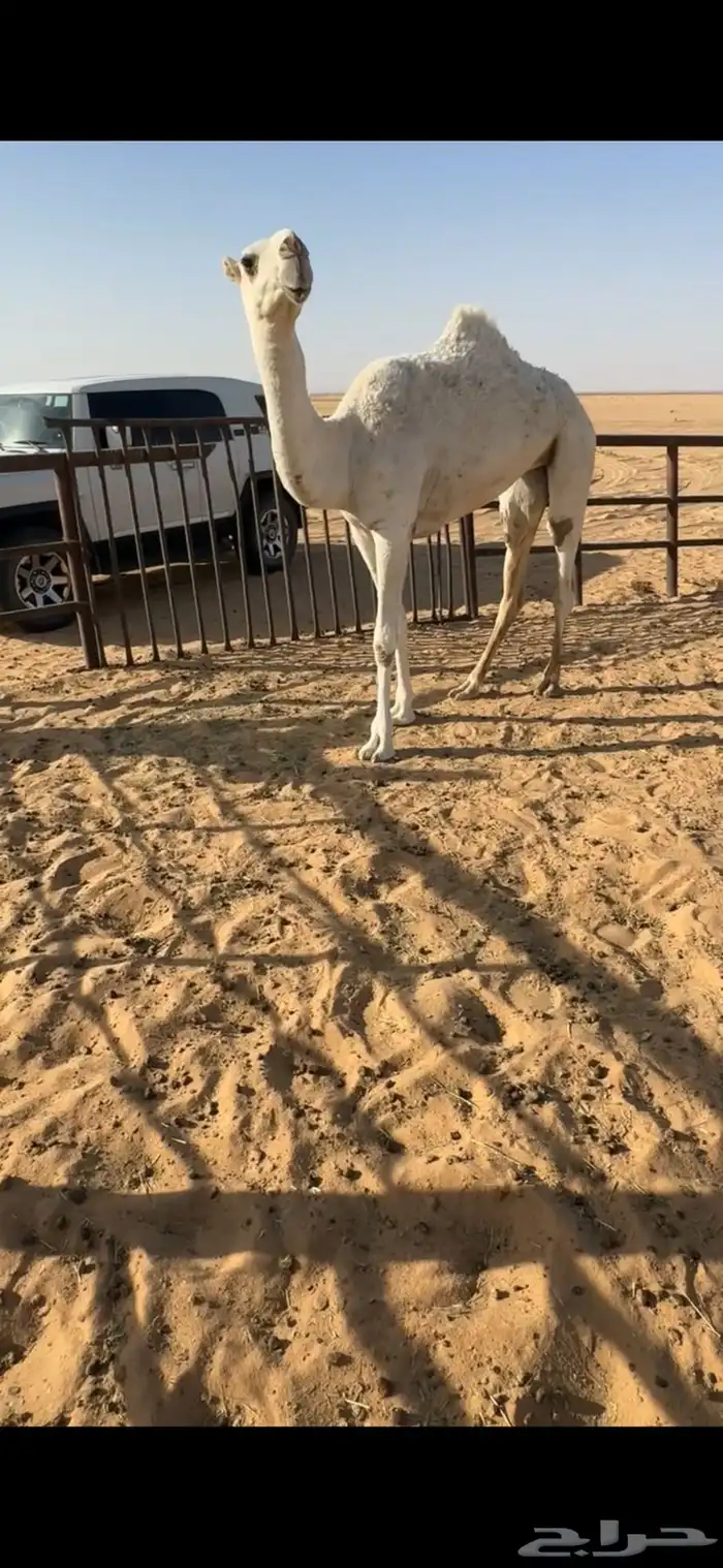بكره وضحى طيبه 0