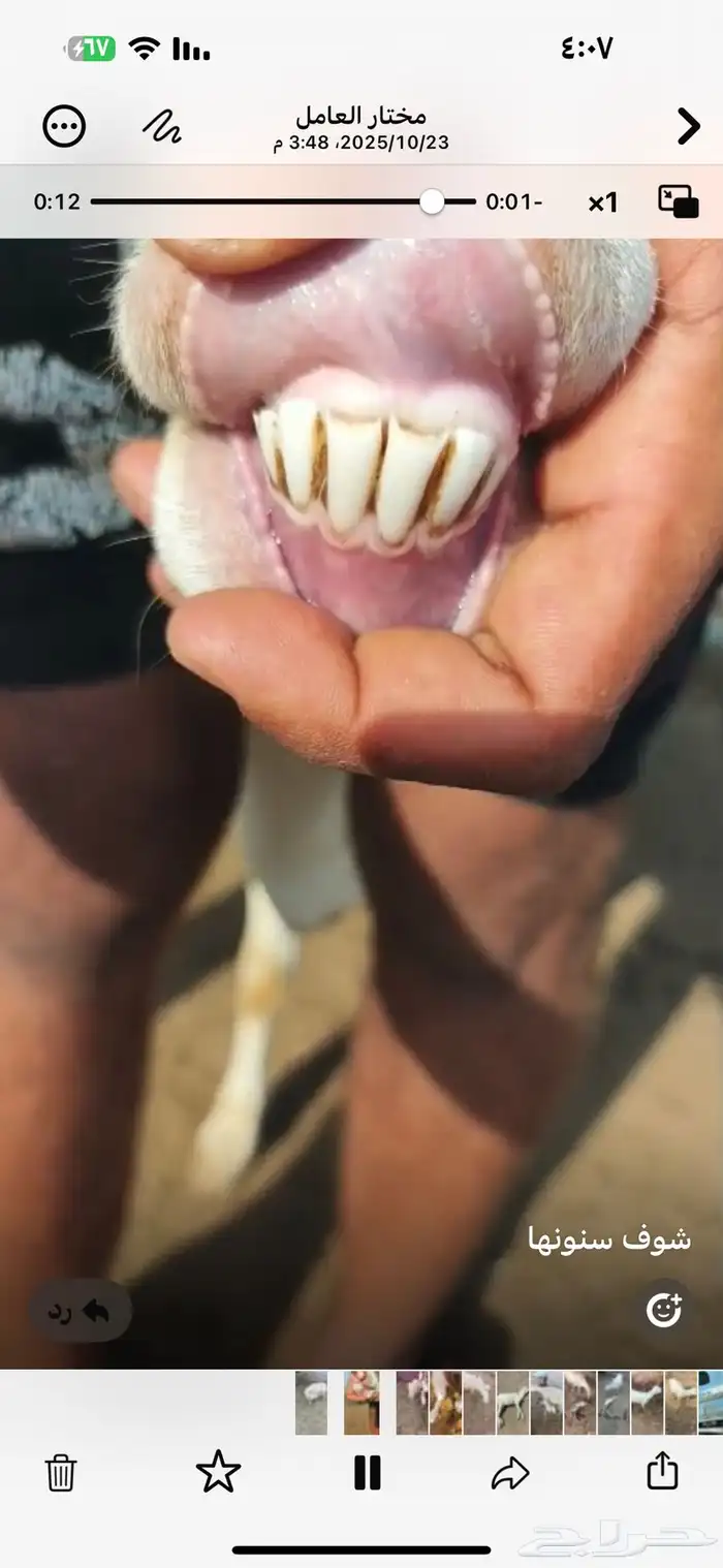 نعجه منتوج معها رحل 5