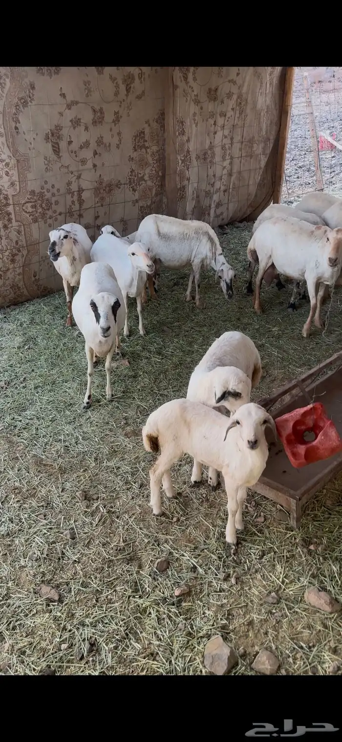 مراح ضان رفيديات 2