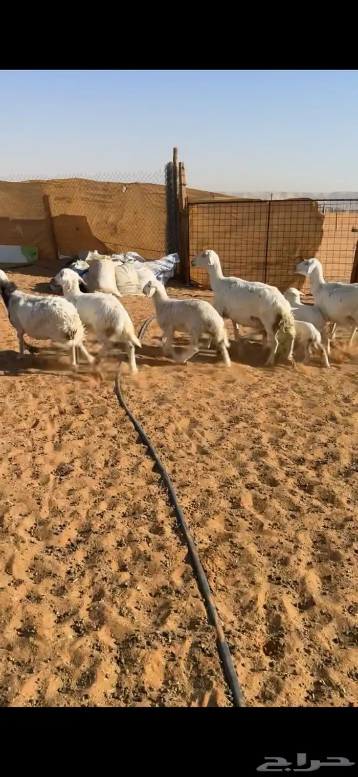 للبيع 3 تحتها 6 0