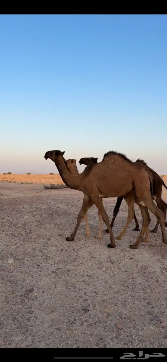 حواره صفره 1