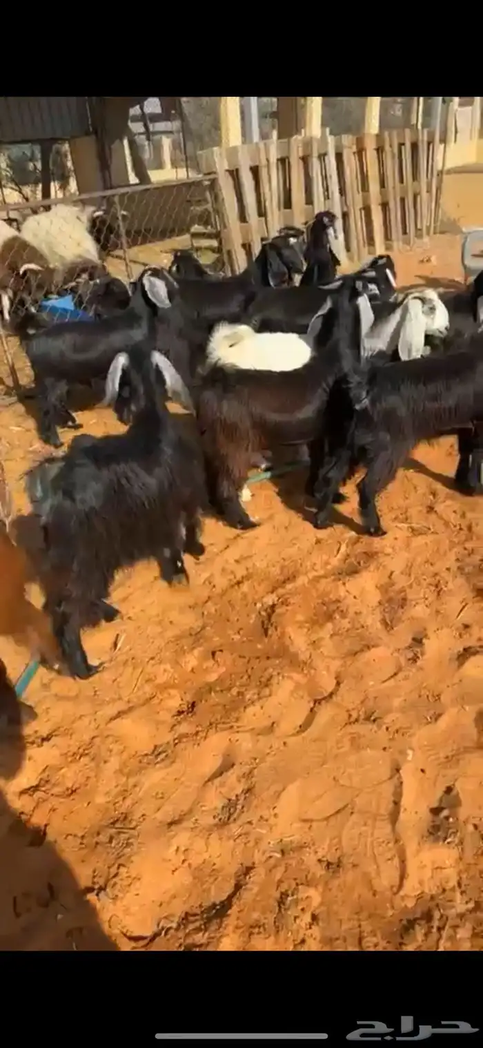 تيوس مخاصي 2