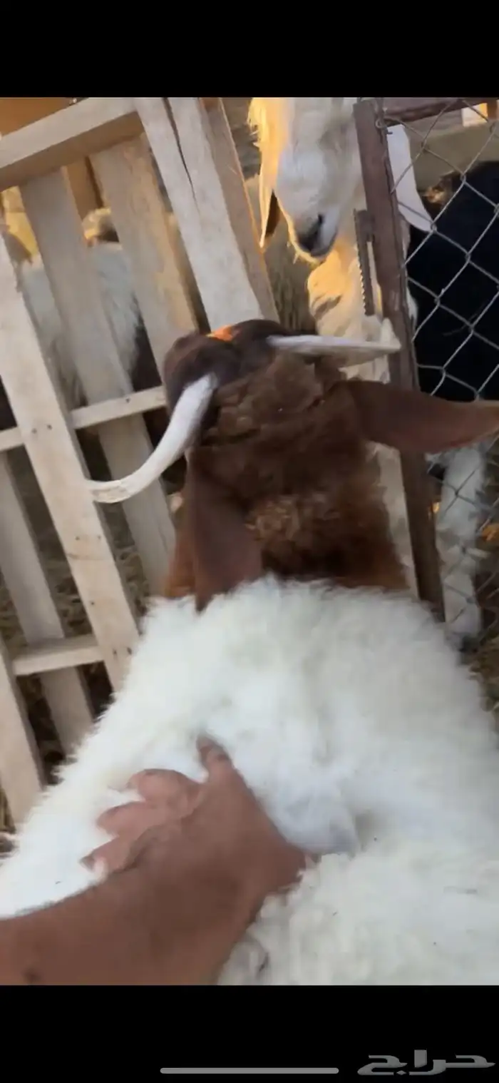 خروف نعيمي 4