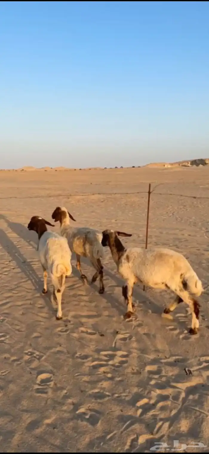للبيع غنم نعيم شياه 0