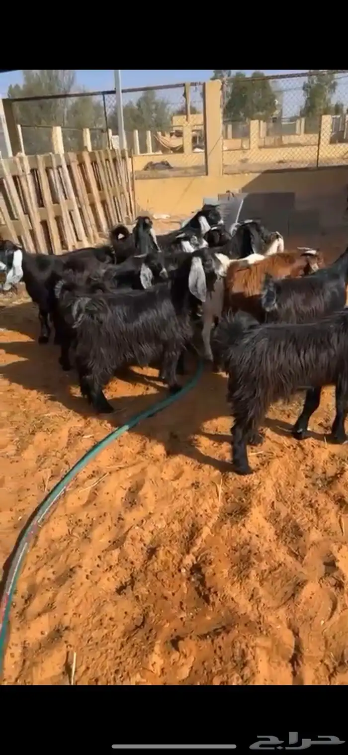 تيوس مخاصي 4