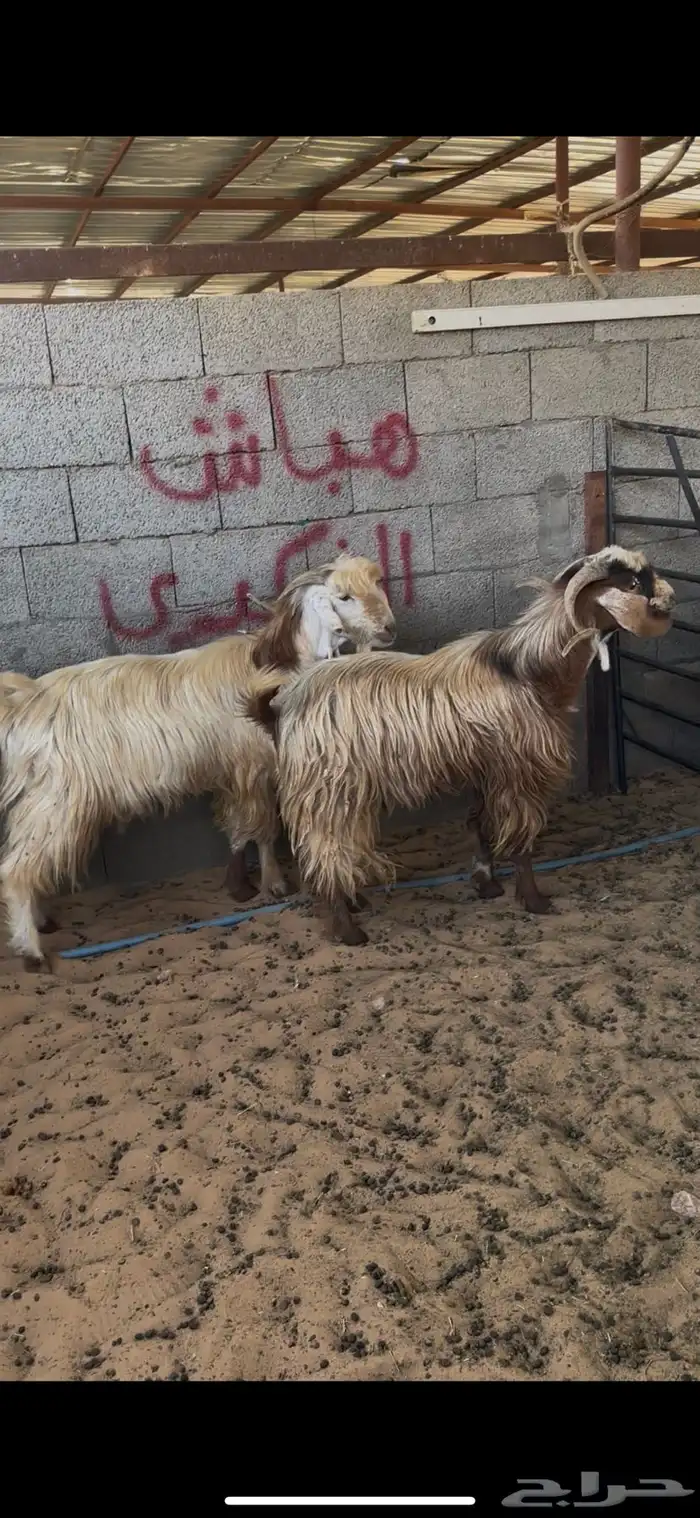 تيوس طيب 0