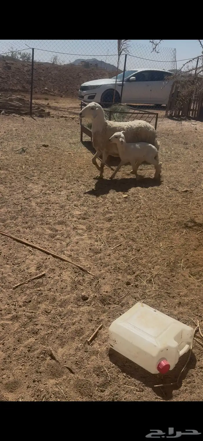 نعجه كفو 0
