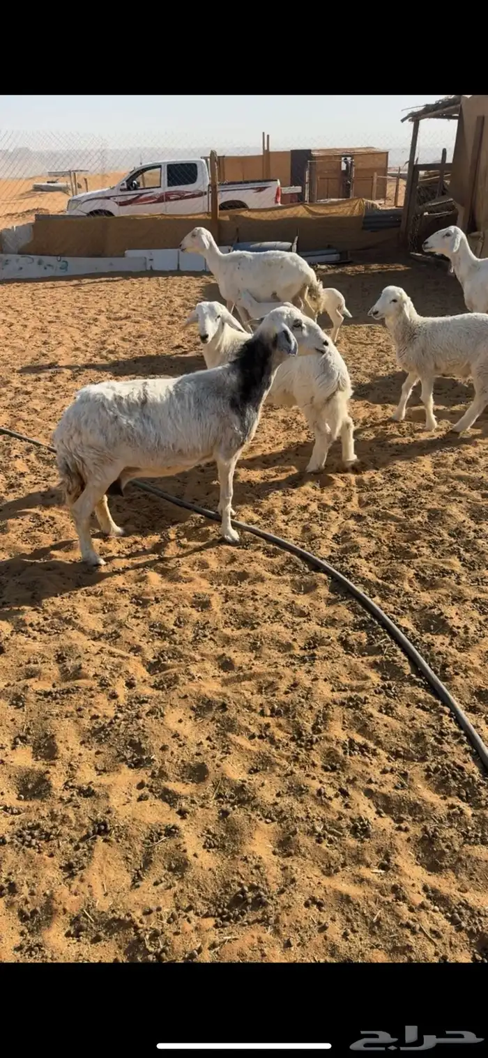 للبيع 3 تحتها 6 1