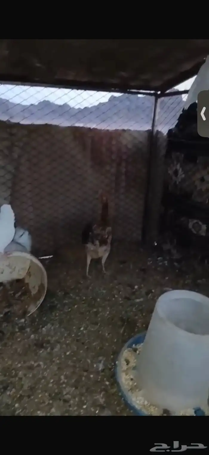 للبيع اربع دجاجات بياضات ورجانات وديك شرط يلقحن 4