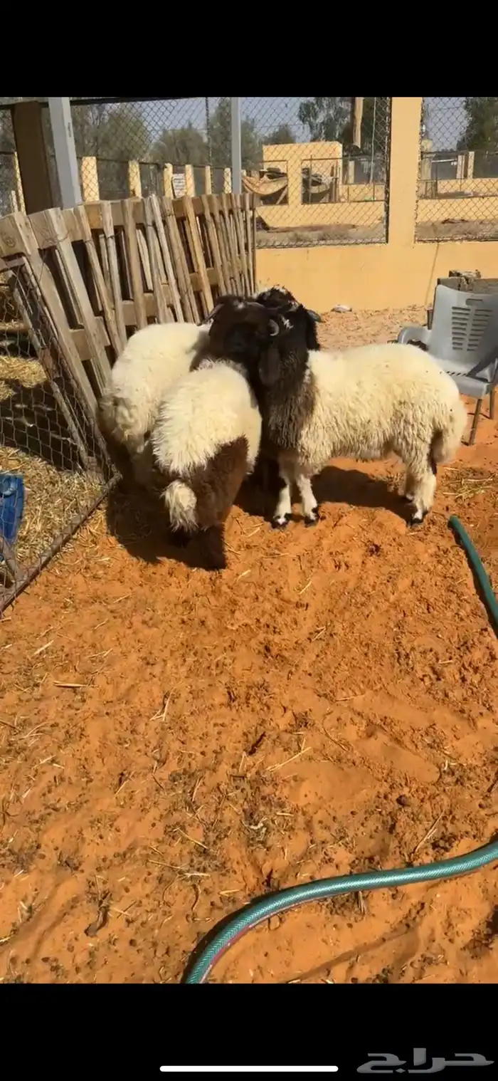 خرفان 4 نعيم طيبات شعره وطرف ظهر حد الغلاق نظيف وطيب 0