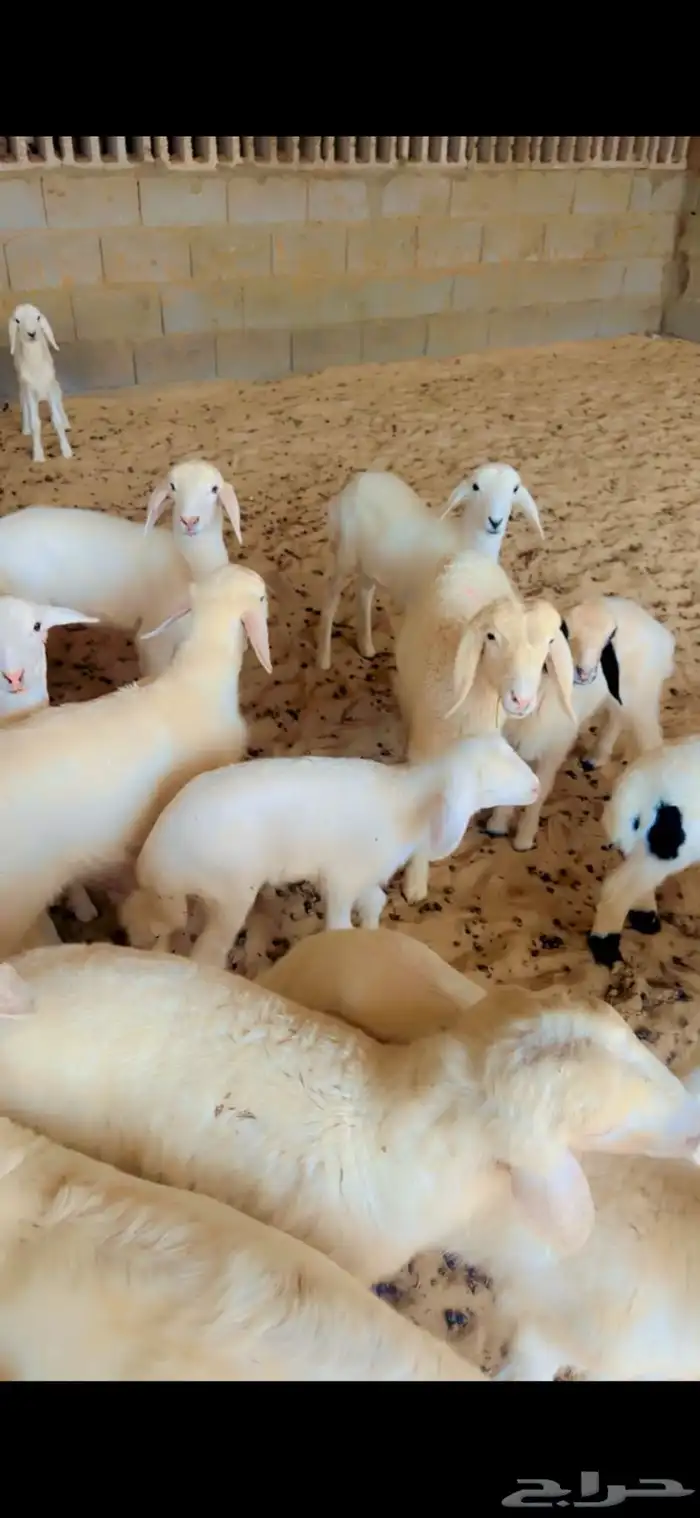 حريات رغايث 4