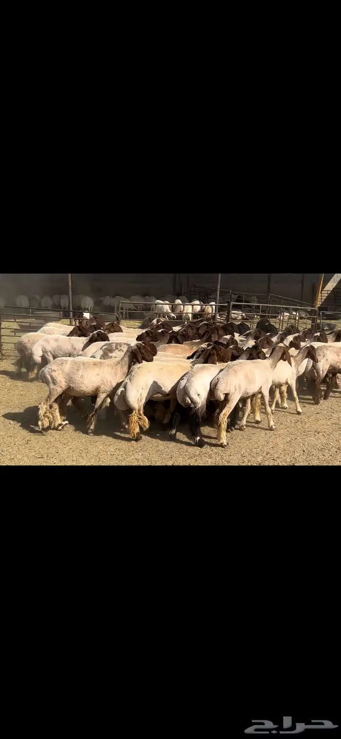 جذعات نعيم صنف . 15