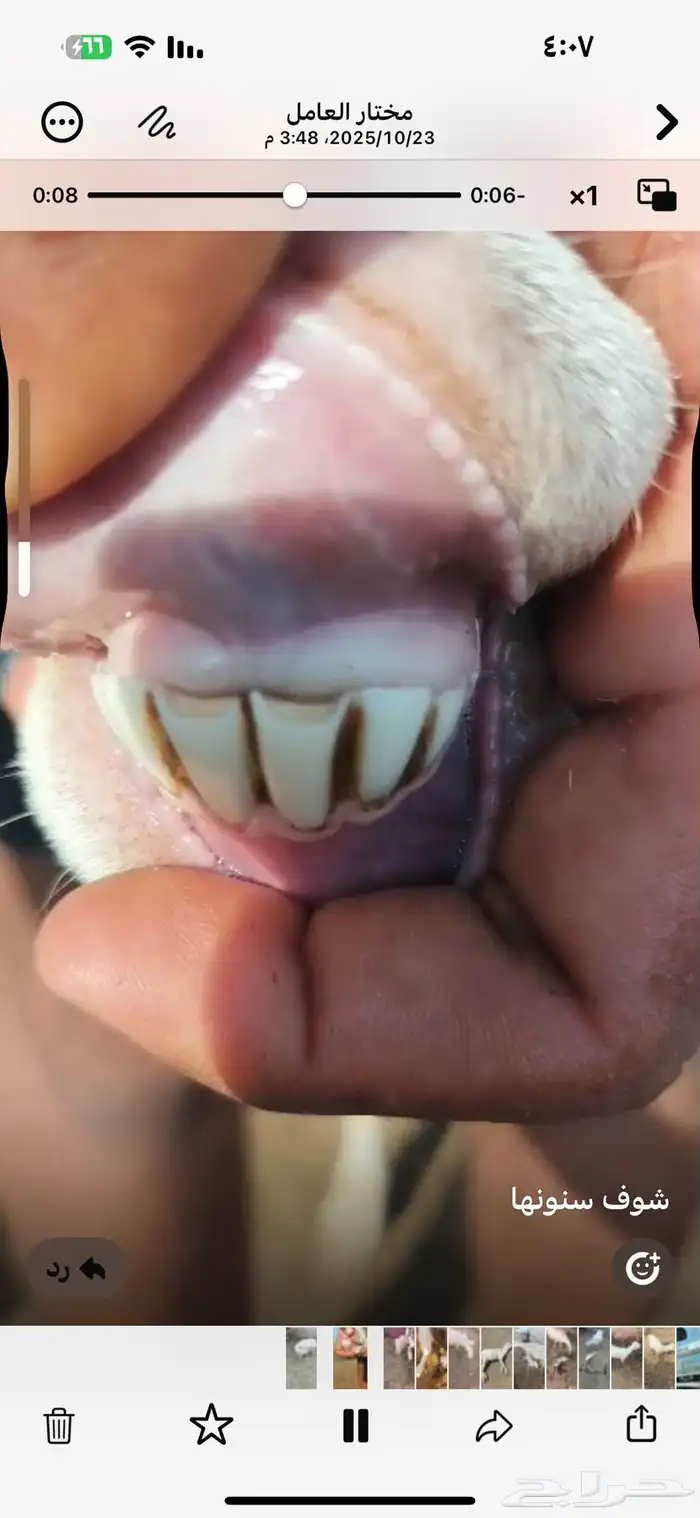 نعجه منتوج معها رحل 6