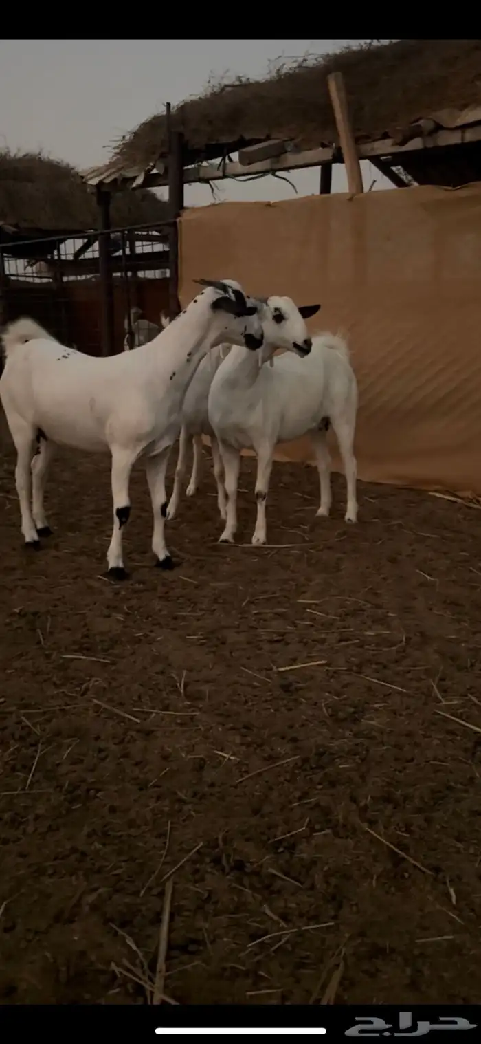 جفار بيشيات 1