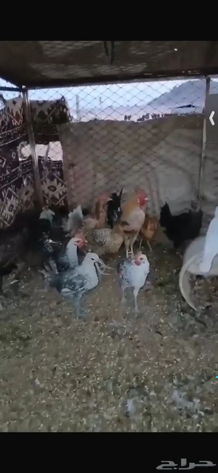 للبيع اربع دجاجات بياضات ورجانات وديك شرط يلقحن 6