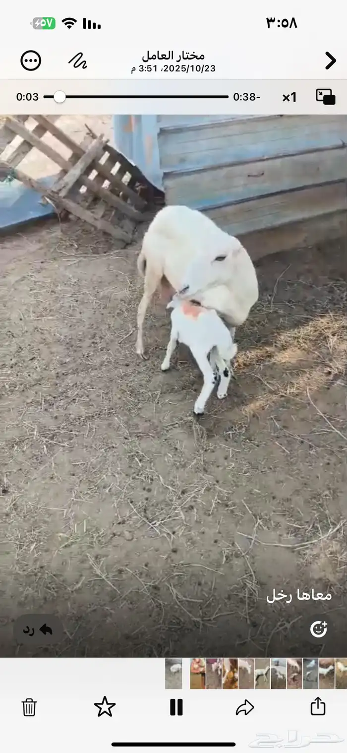 نعجه منتوج معها رحل 1