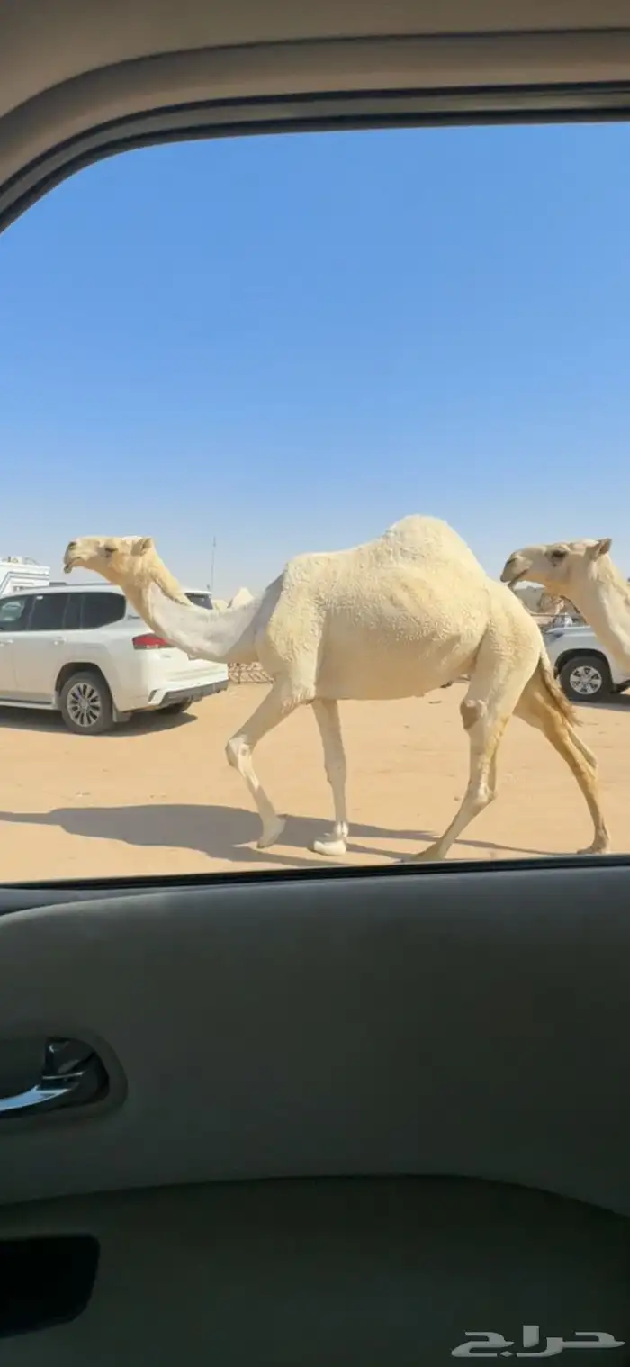 ضروبه وضحا كفو صلاصل 1