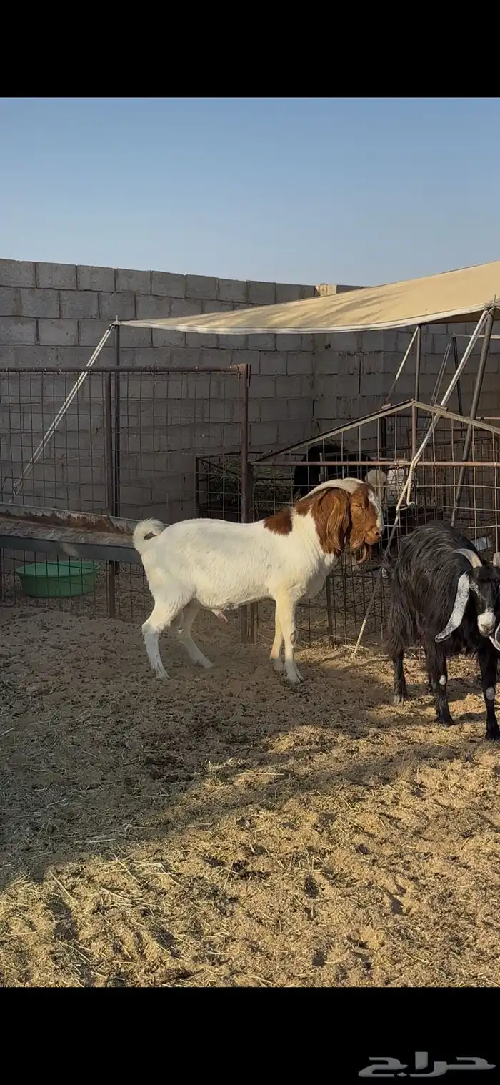 بورقت بالدوادمي 0