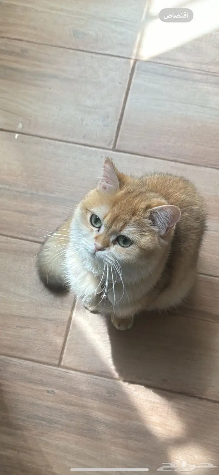 قطط 1