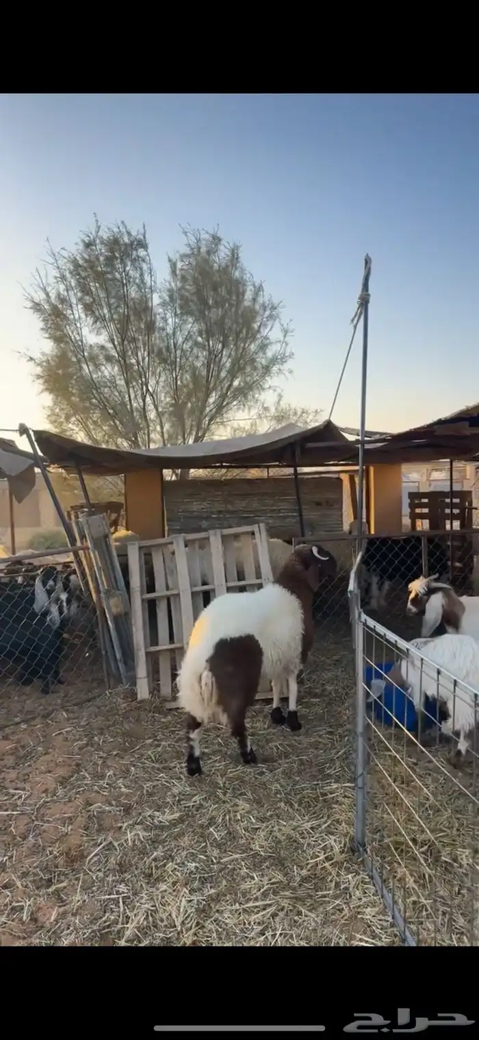 خروف نعيمي 5