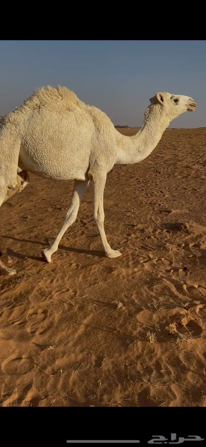 للبيع قعود مفرود 2