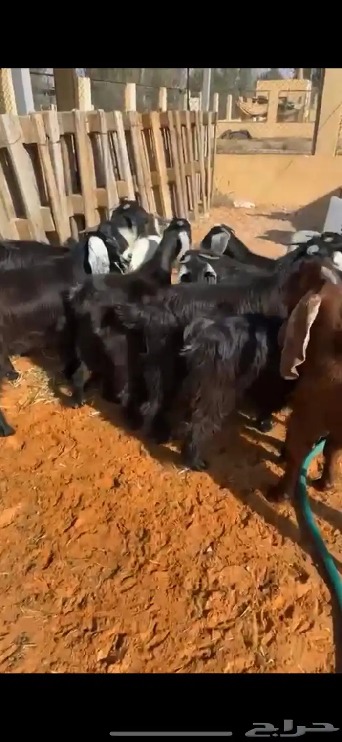 تيوس مخاصي 6